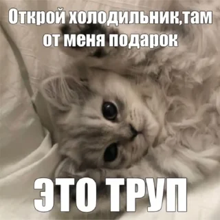 Sticker кошарики♡⁠(⁠>⁠ ⁠ਊ⁠ ⁠<⁠)⁠♡ - 0