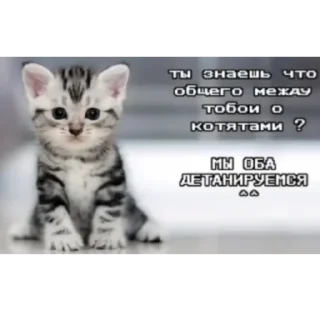 Sticker кошарики♡⁠(⁠>⁠ ⁠ਊ⁠ ⁠<⁠)⁠♡ - 3