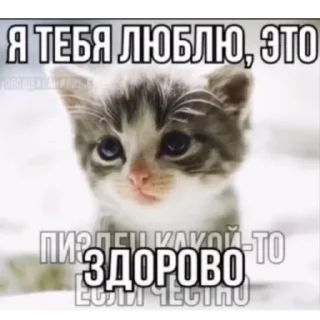 Sticker кошарики♡⁠(⁠>⁠ ⁠ਊ⁠ ⁠<⁠)⁠♡ - 11