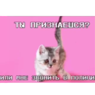 Sticker кошарики♡⁠(⁠>⁠ ⁠ਊ⁠ ⁠<⁠)⁠♡ - 8