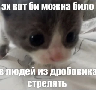 Sticker кошарики♡⁠(⁠>⁠ ⁠ਊ⁠ ⁠<⁠)⁠♡ - 9