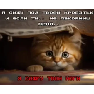 Sticker кошарики♡⁠(⁠>⁠ ⁠ਊ⁠ ⁠<⁠)⁠♡ - 6