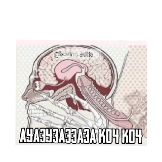 Sticker КОЧ БРАТАН КОЧ @bosinn_edits - 3