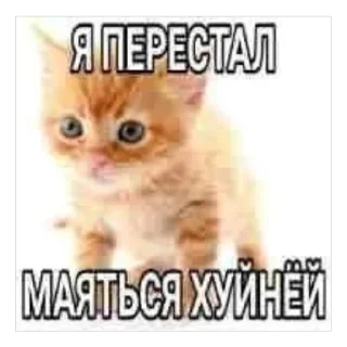 Sticker KOCH PROKURATURA - 6