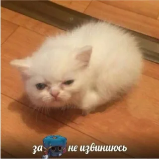 Стикер КОТОБЛЯДЬ - 5