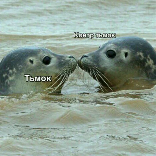 animal mammal marine mammal