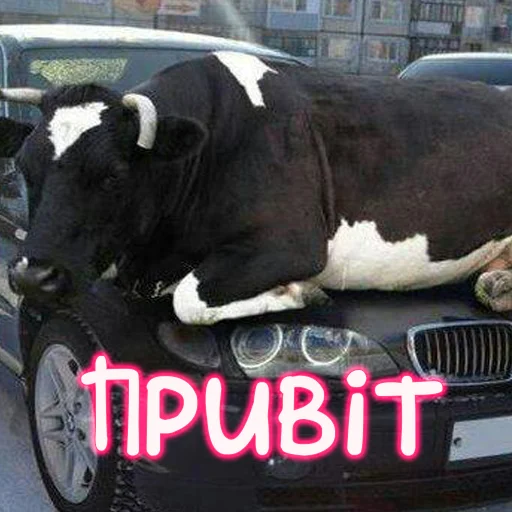 text cattle land vehicle