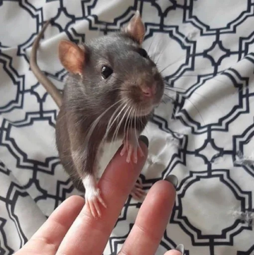 Крысик 🐀 @GIFSTIKI ⬅ - 