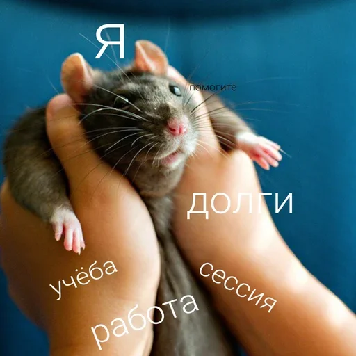 Стикер Крысик 🐀 @GIFSTIKI ⬅ - 11