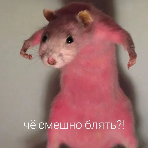 Стикер Крысик 🐀 @GIFSTIKI ⬅ - 5