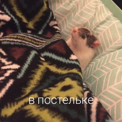 Стикер Крысик 🐀 @GIFSTIKI ⬅ - 4