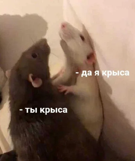Стикер Крысик 🐀 @GIFSTIKI ⬅ - 2