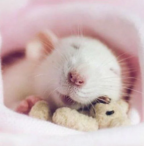 Стикер Крысик 🐀 @GIFSTIKI ⬅ - 0