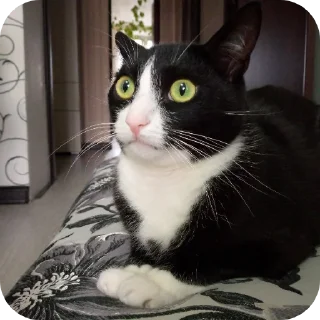 Sticker Sweetpets - 7