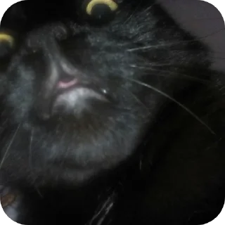 Sticker Sweetpets - 2