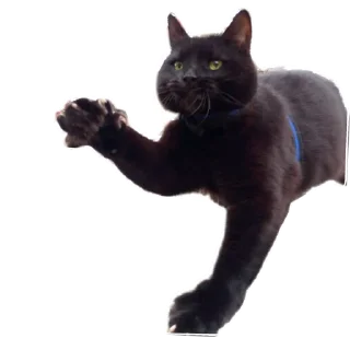 Sticker Sweetpets - 1