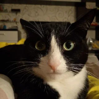 Sticker Sweetpets - 8