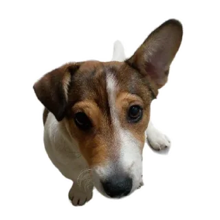 Sticker Sweetpets - 5