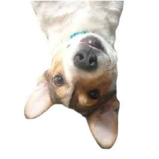 Sticker Sweetpets - 11