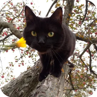 Sticker Sweetpets - 3