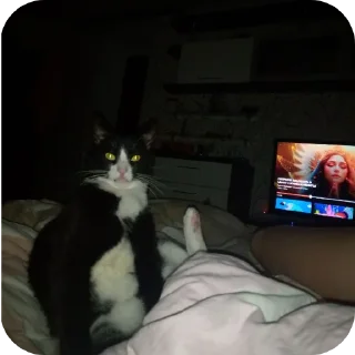 Sticker Sweetpets - 10