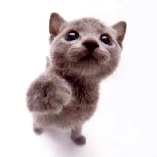 Стикер KTcats - 1