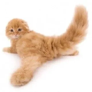 Sticker Глупые котики (by KT) - 4