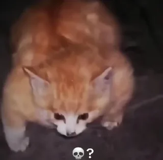 Sticker Глупые котики (by KT) - 5