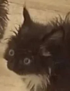 Sticker Глупые котики (by KT) - 8