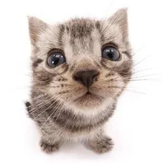 Sticker Глупые котики (by KT) - 2