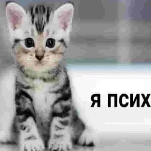 Sticker KVcFRTmh_by_stickers_stealer_bot - 1