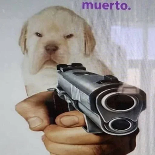 порода собак фотоаппарат домашнее животное