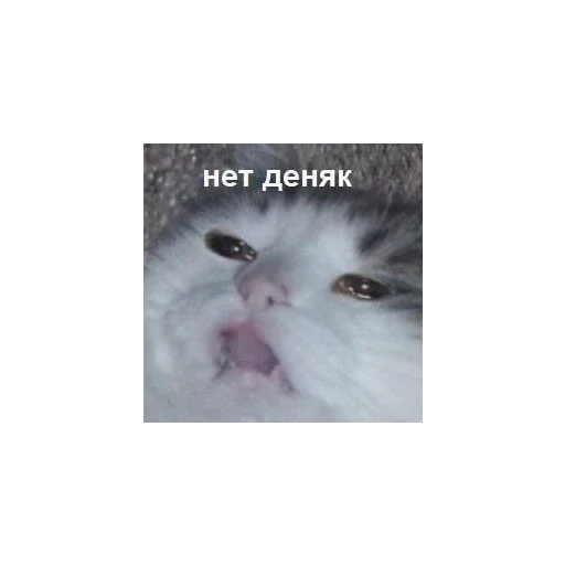 Стикер K_o_T_i_K_i5 - 1