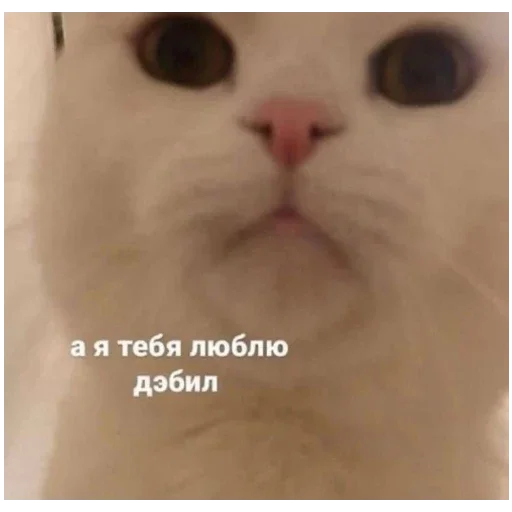 #К_о_Т_и_К_и - 