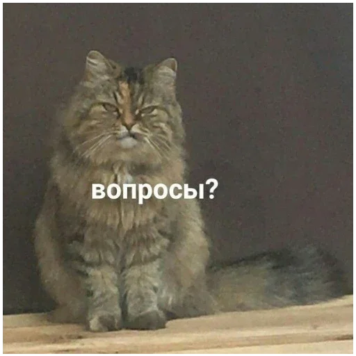 Sticker K_o_T_i_K_i5 - 1