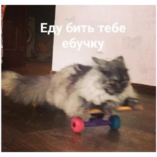 Стикер #К_о_Т_и_К_и - 5