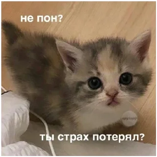 Стикер #К_о_Т_и_К_и - 6