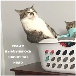 Стикер #К_о_Т_и_К_и - 9