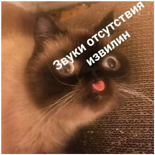 Стикер #К_о_Т_и_К_и - 11