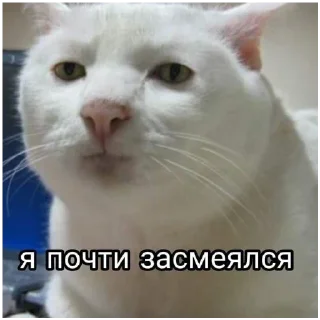 Стикер #К_о_Т_и_К_и - 3