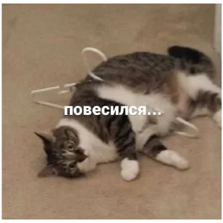 Стикер #К_о_Т_и_К_и - 8