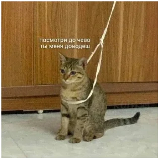 Стикер #К_о_Т_и_К_и - 1