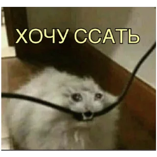 Стикер #К_о_Т_и_К_и - 7