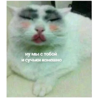 Стикер #К_о_Т_и_К_и - 4