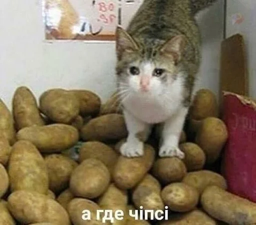 cat potato indoor