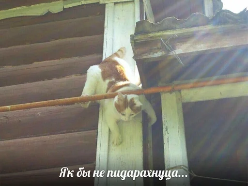 building animal mammal