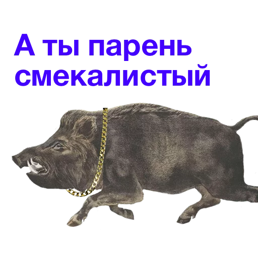 собака животное СМС