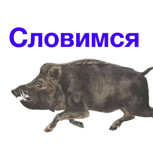 СМС животное млекопитающее