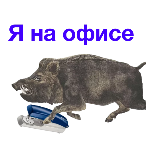 СМС животное млекопитающее
