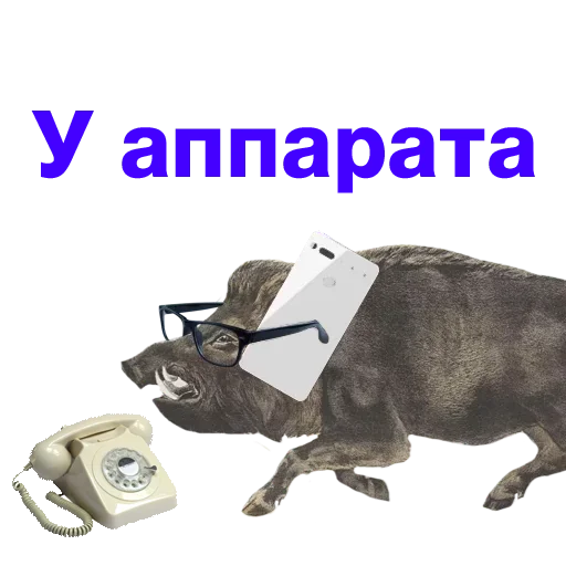 text animal mammal